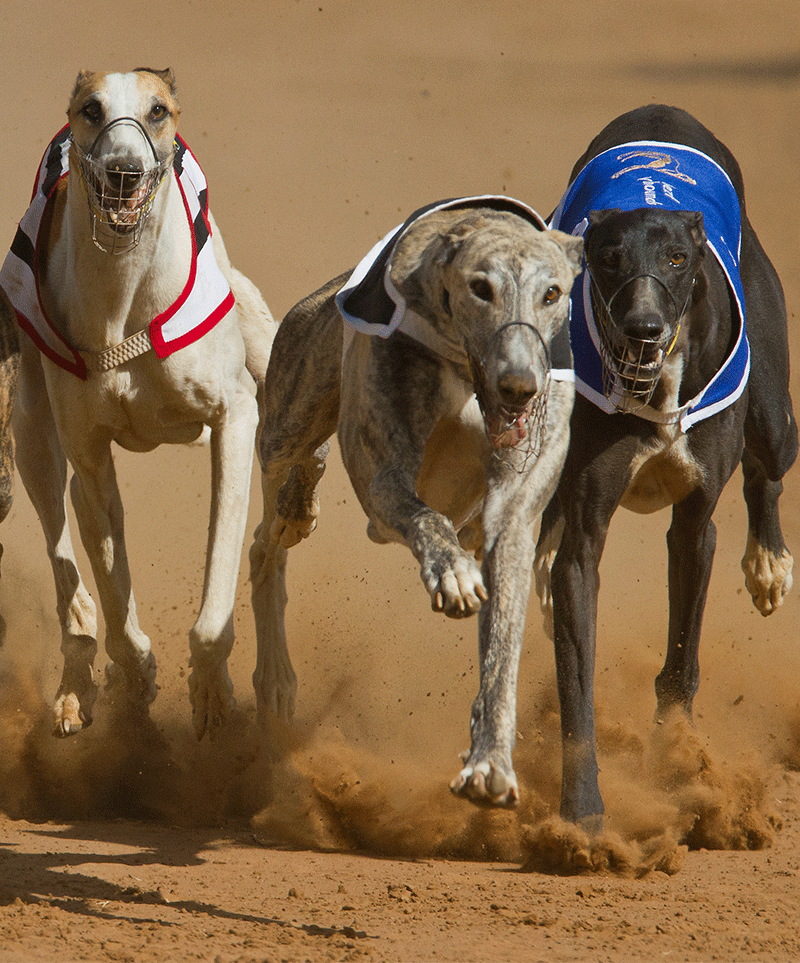 Greyhound-Racing-About | Greyhound Racing Times